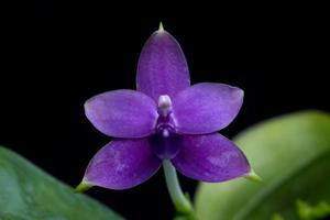 Phalaenopsis violacea