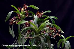 Vanda merrillii