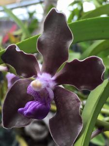 Vanda tessellata