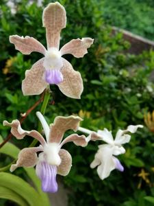 Vanda tessellata