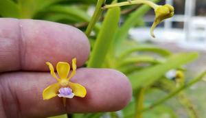 Vanda testacea