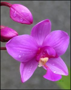 Spathoglottis plicata