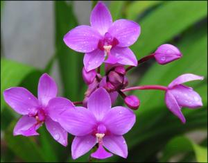 Spathoglottis plicata