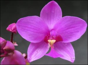 Spathoglottis plicata