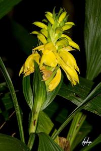 Neuwiedia zollingeri var. javanica