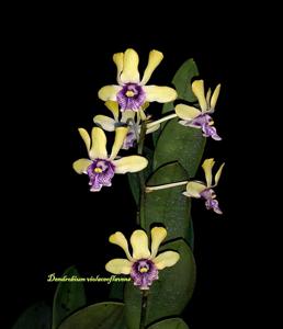 Dendrobium violaceoflavens