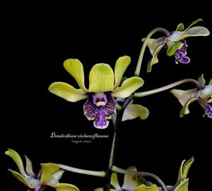 Dendrobium violaceoflavens