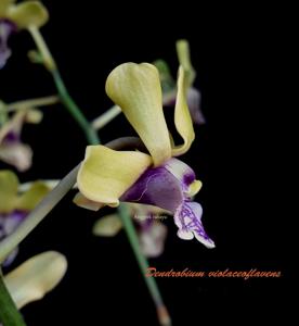 Dendrobium violaceoflavens