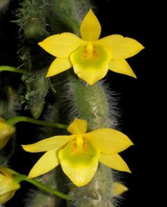 Dendrobium senile