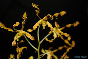 Dendrobium discolor