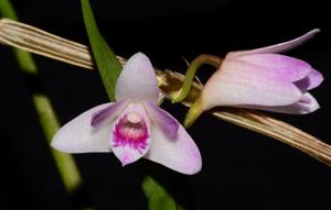 Dendrobium metrium