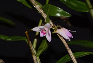 Dendrobium metrium