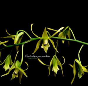 Dendrobium percnanthum
