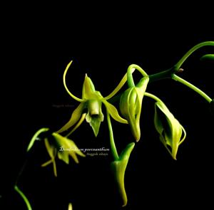 Dendrobium percnanthum
