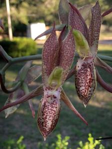 Catasetum tabulare