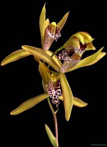 Cymbidium tigrinum