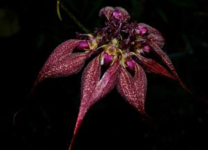Bulbophyllum rothschildianum