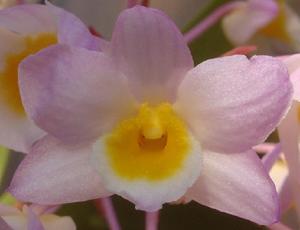 Dendrobium amabile