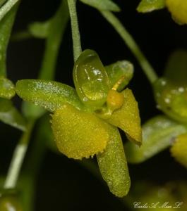 Zygostates apiculata