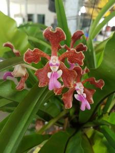 Vanda tricolor var. tricolor