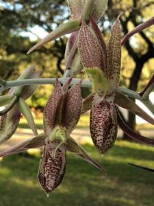 Catasetum tabulare