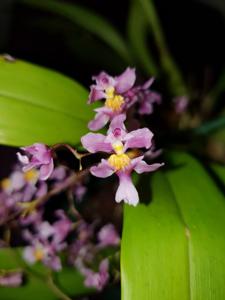 Oncidium sotoanum