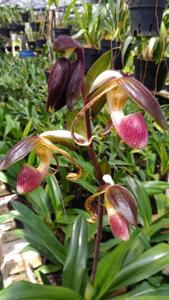 Paphiopedilum gigantifolium