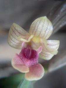 Dendrobium angustifolium
