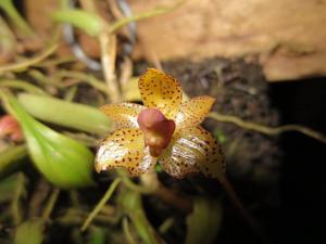 Bulbophyllum cornutum