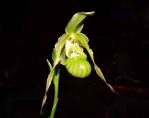 Phragmipedium pearcei