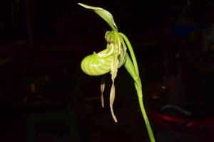 Phragmipedium pearcei