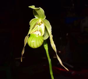 Phragmipedium pearcei