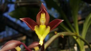 Catasetum transversicallosum