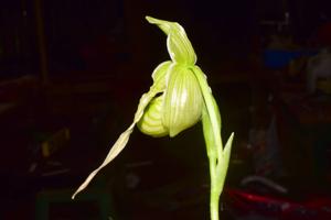 Phragmipedium pearcei