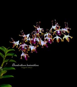 Dendrobium lasianthera