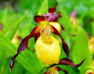 Cypripedium calceolus