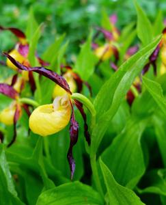 Cypripedium calceolus