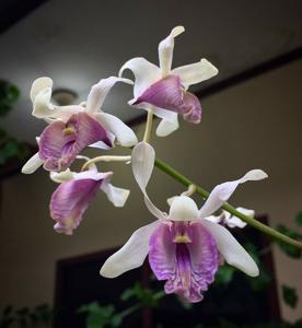 Dendrobium nindii