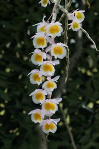 Dendrobium polyanthum