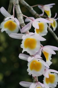 Dendrobium polyanthum