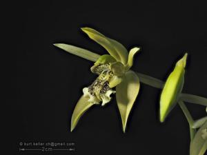 Coelogyne parishii