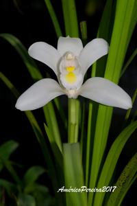 Cymbidium eburneum