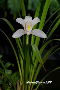 Cymbidium eburneum