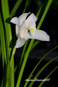 Cymbidium eburneum