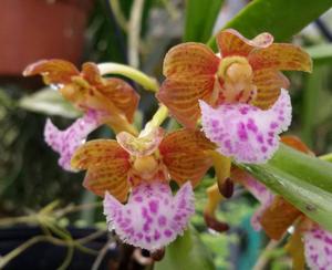 Vanda flabellata