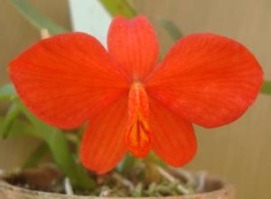 Cattleya acuensis