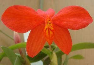 Cattleya acuensis