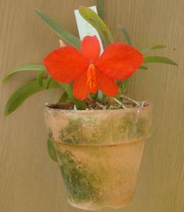 Cattleya acuensis