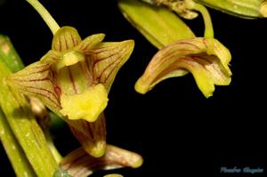 Dendrobium pachyphyllum