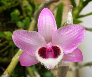 Dendrobium parishii